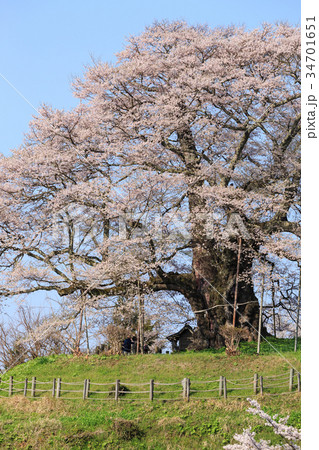 醍醐桜 -推定1000年の大桜- 34701651