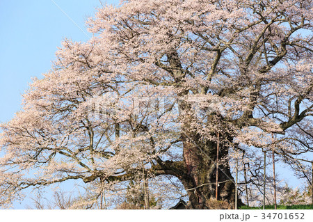 醍醐桜 -推定1000年の大桜- 34701652