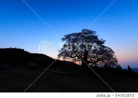 醍醐桜の夜明け -推定1000年の大桜- 34701653