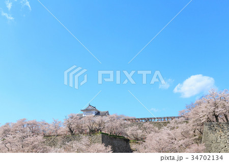 津山城 -春爛漫感動の桜- 34702134