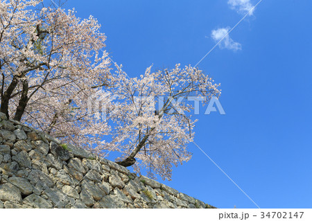 津山城 -春爛漫感動の桜- 34702147