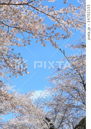 津山城 -春爛漫感動の桜- 津山城 -春爛漫感動の桜- 34702155
