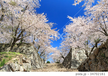 津山城 -春爛漫感動の桜- 34702161