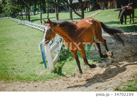 horses 34702289