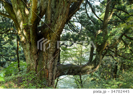 最上の土湯杉　山形県 34702445