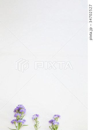 クジャクソウの花 クジャクソウの花 34702527