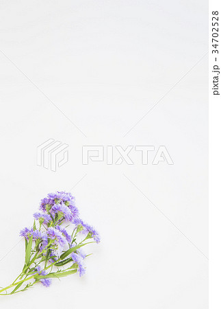 クジャクソウの花 クジャクソウの花 34702528