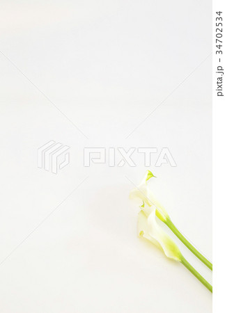 カラーの花 カラーの花 34702534