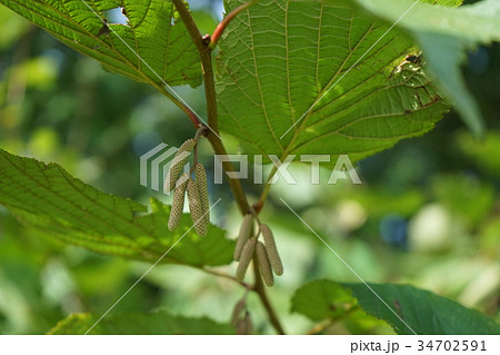 日本のヘーゼルナッツ（ハシバミの蕾） 34702591