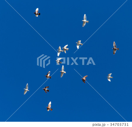 A flock of pigeons on a blue sky A flock of pigeons on a blue sky 34703731