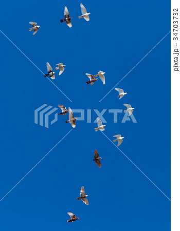 A flock of pigeons on a blue sky A flock of pigeons on a blue sky 34703732