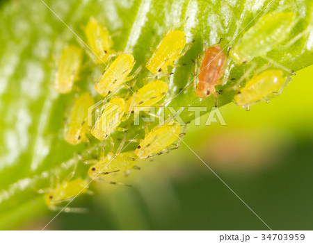 Aphids on a green leaf in nature 34703959