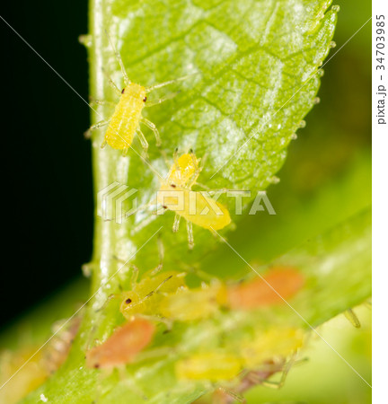 Aphids on a green leaf in nature 34703985
