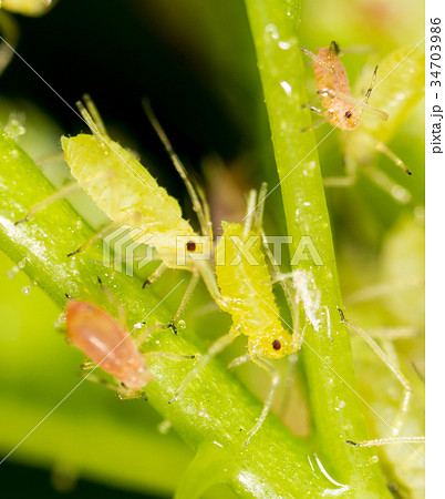 Aphids on a green leaf in nature Aphids on a green leaf in nature 34703986