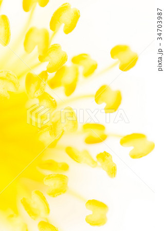 Yellow pollen on a flower in nature Yellow pollen on a flower in nature 34703987