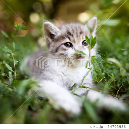 Little kitten in green grass in the park Little kitten in green grass in the park 34703988