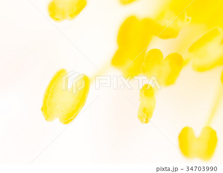 Yellow pollen on a flower in nature 34703990