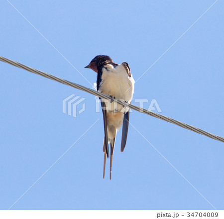 The swallow sits on an electric wire 34704009