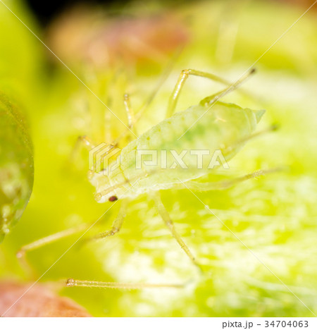 Aphids on a green leaf in nature 34704063