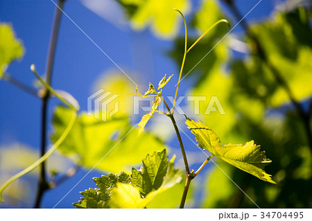 Mustache against grapes against the blue sky 34704495