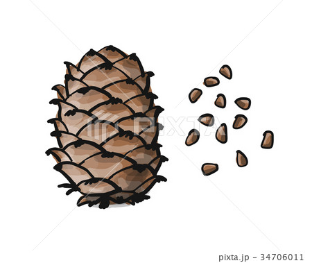 Cedar cone, sketch for your design Cedar cone, sketch for your design 34706011