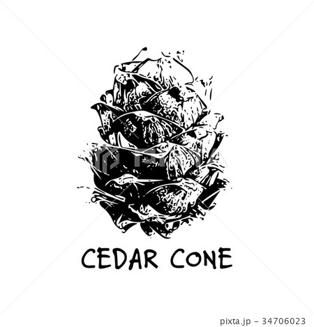 Cedar cone, sketch for your design Cedar cone, sketch for your design 34706023