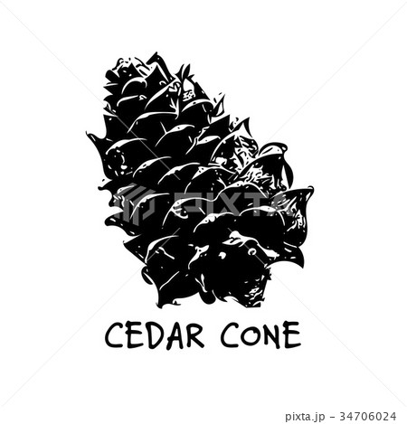 Cedar cone, sketch for your design 34706024