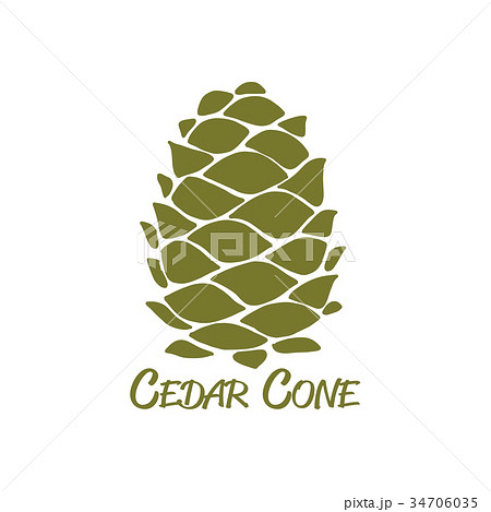 Cedar cone, sketch for your design Cedar cone, sketch for your design 34706035