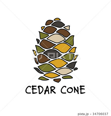 Cedar cone, sketch for your design 34706037