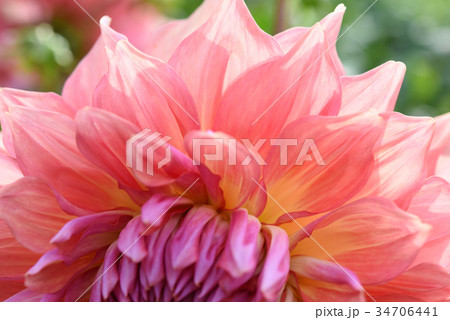 ダリアの花びら 34706441