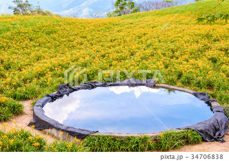 Daylily flowers on a hill in Taiwan	 34706838