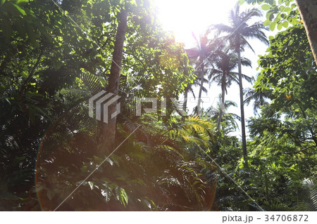 米原のヤエヤマヤシ群落 34706872