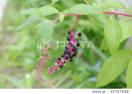 ヨウシュヤマゴボウ 34707688