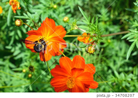 荒川河川敷 コスモスの花にとまるクマバチ 34708207