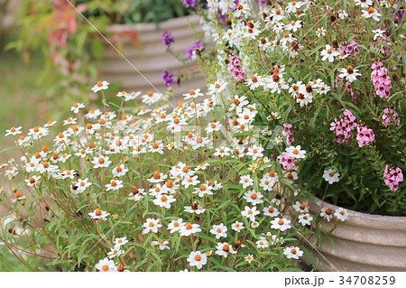 メランポジウムの花 メランポジウムの花 34708259