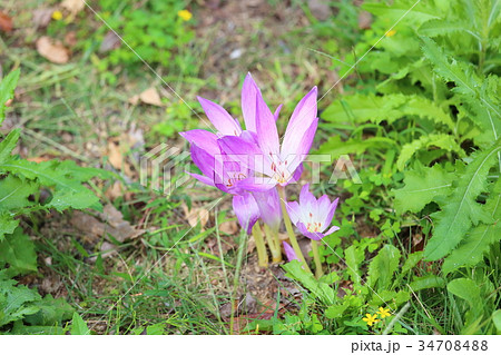 コルチカムの花 34708488