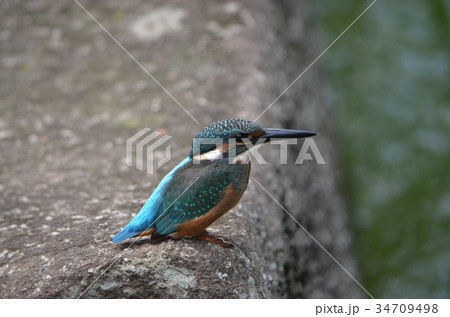 カワセミ 34709498