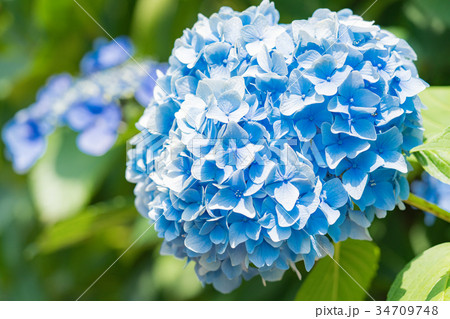 紫陽花 紫陽花 34709748