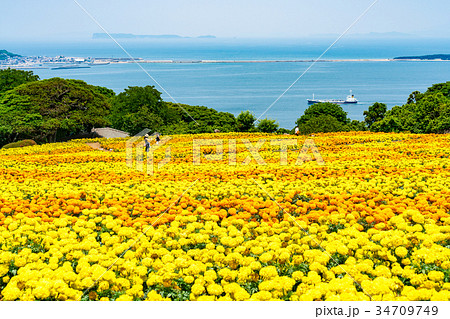 マリーゴールド 34709749