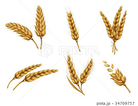 Golden wheat ears and grains realistic vector set 34709757