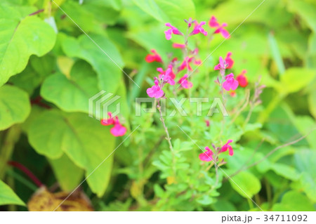 サルビア ミクロフィラの花の写真素材