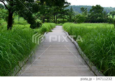 タデ原湿原(ラムサール条約湿地) タデ原湿原(ラムサール条約湿地) 34711232