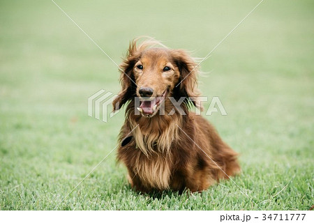 ミニチュアダックスフント 小型犬 公園 ミニチュアダックスフント 小型犬 公園 34711777