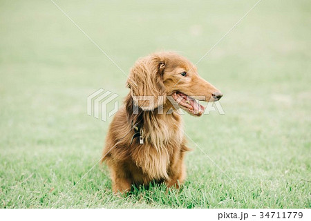 ミニチュアダックスフンド　小型犬　公園 34711779