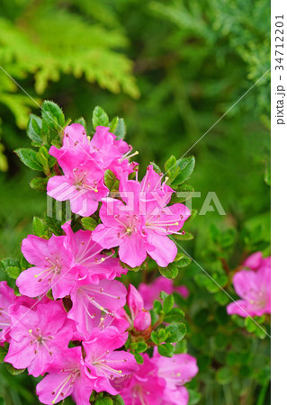 紫紅色が美しいミヤマキリシマ 34712201