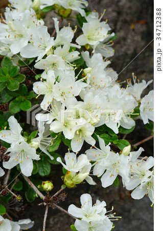 白も美しいミヤマキリシマ 34712388