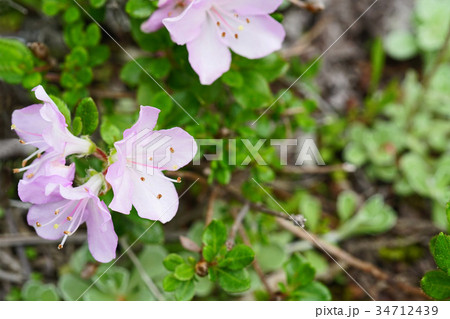 薄紫色が美しいミヤマキリシマ 薄紫色が美しいミヤマキリシマ 34712439