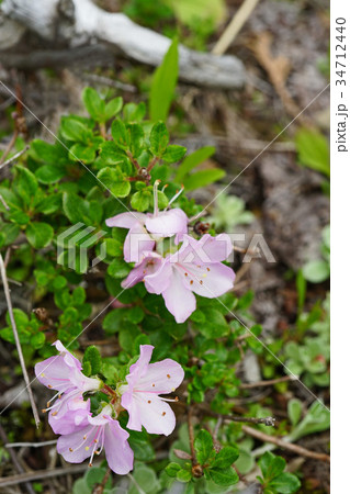 薄紫色が美しいミヤマキリシマ 34712440
