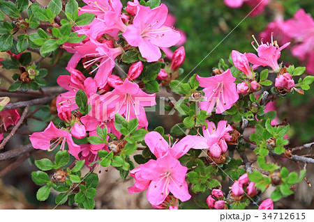 ピンク色が美しいミヤマキリシマ ピンク色が美しいミヤマキリシマ 34712615