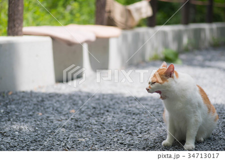 あくびする猫 あくびする猫 34713017